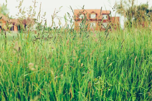 Cost of Tall Grass Cutting in Roanoke