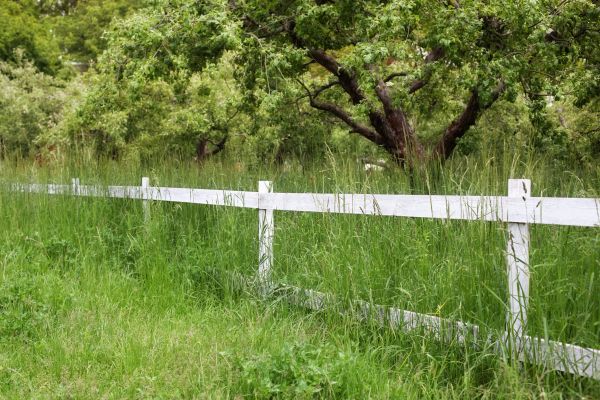 Cost of Fence Line Trimming in Roanoke