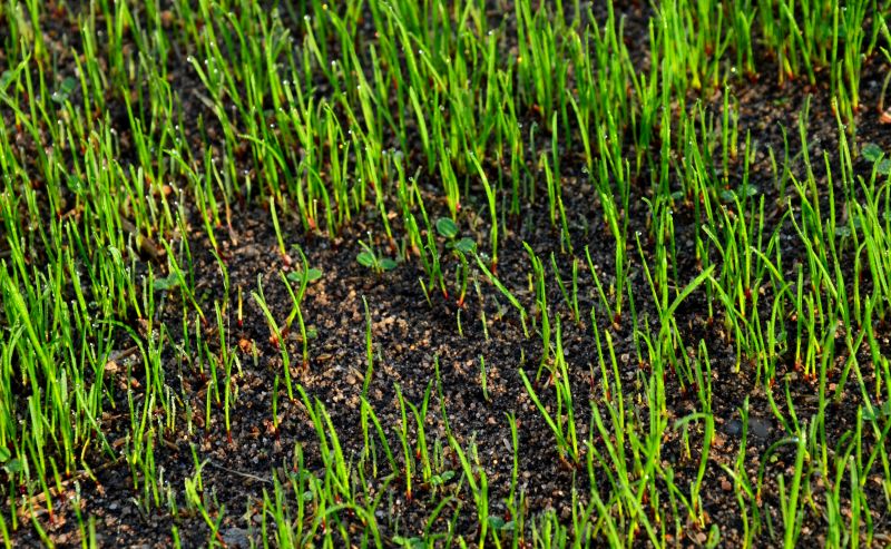 Lawn Mowing in Spring